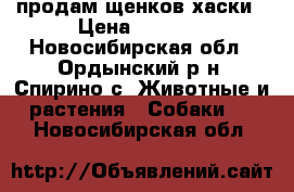 продам щенков хаски › Цена ­ 3 000 - Новосибирская обл., Ордынский р-н, Спирино с. Животные и растения » Собаки   . Новосибирская обл.